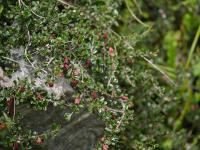 Cotoneaster à petites feuilles