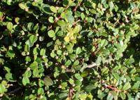 Cotoneaster à petites feuilles