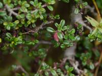 Cotoneaster à petites feuilles