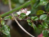 Cotoneaster à petites feuilles