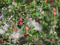 Cotoneaster à petites feuilles