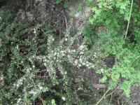 Cotoneaster à petites feuilles