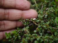 Cotoneaster à petites feuilles