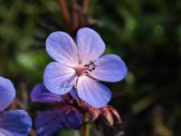 Géranium de l'Himalaya