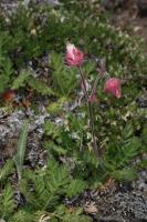 Benoîte à trois fleurs