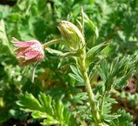 Benoîte à trois fleurs