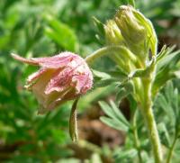 Benoîte à trois fleurs