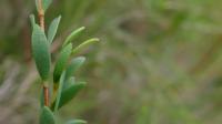 Mélaleuque à feuilles de thym