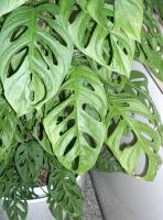 Monstera adansonii