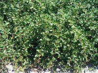 Cotoneaster suecicus