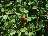 Cotoneaster suecicus