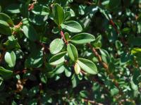 Cotoneaster suecicus