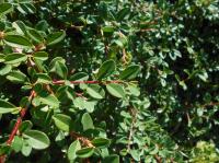 Cotoneaster suecicus