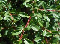 Cotoneaster suecicus