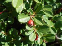 Cotoneaster suecicus