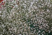 Gypsophile élégant