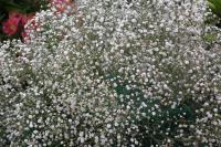 Gypsophile élégant