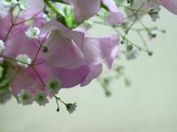 Gypsophile élégant