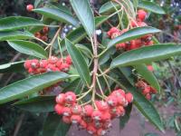 Photinia du père David