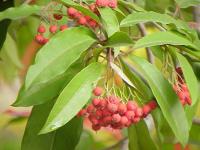 Photinia du père David