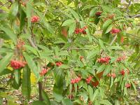 Photinia du père David