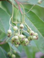 Photinia du père David