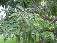 Photinia du père David