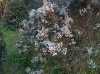 Bruyère arborescente