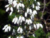 Bruyère arborescente