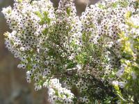 Bruyère arborescente