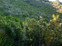 Bruyère arborescente