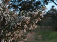 Bruyère arborescente