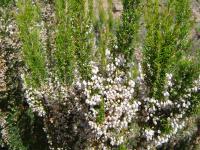 Bruyère arborescente