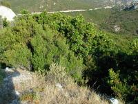 Bruyère arborescente