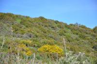 Bruyère arborescente