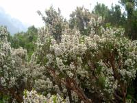 Bruyère arborescente