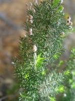 Bruyère arborescente