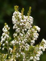 Bruyère arborescente