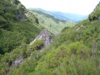 Bruyère arborescente