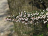 Bruyère arborescente