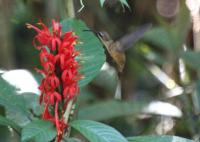 Pachystachys spicata