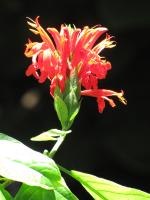 Pachystachys spicata