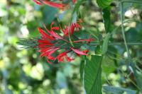 Pachystachys spicata