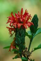 Pachystachys spicata