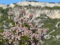 Bruyère multiflore