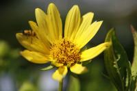 Hélianthe à petites fleurs