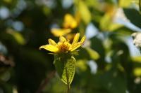 Hélianthe à petites fleurs