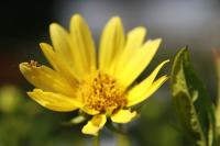 Hélianthe à petites fleurs