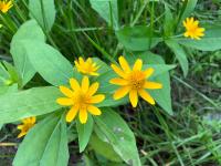 Hélianthe à petites fleurs