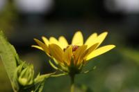 Hélianthe à petites fleurs